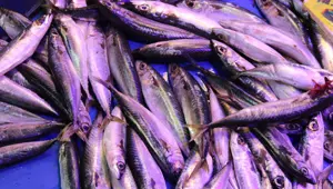 Müşteriyi balıkla dövdüler: İade etmek istedi, parmağından oldu