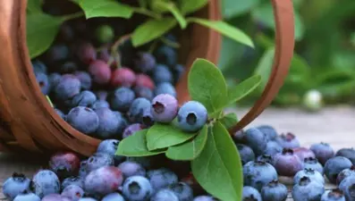 “Yaban mersini idrar yolu enfeksiyonunu önleyebilir”