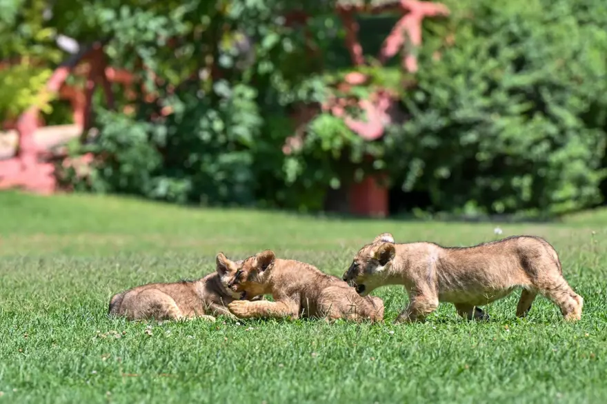 Erdoğan'ın aslanlarına isim aranıyor: Anketle belirlenecek 1