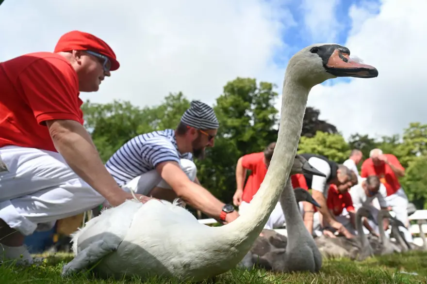 İngiltere'nin 838 yıllık geleneği: Kuğu nüfus sayımı 4