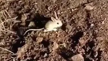 Elazığ'da kırmızı listede yer alan Arap tavşanı görüntülendi