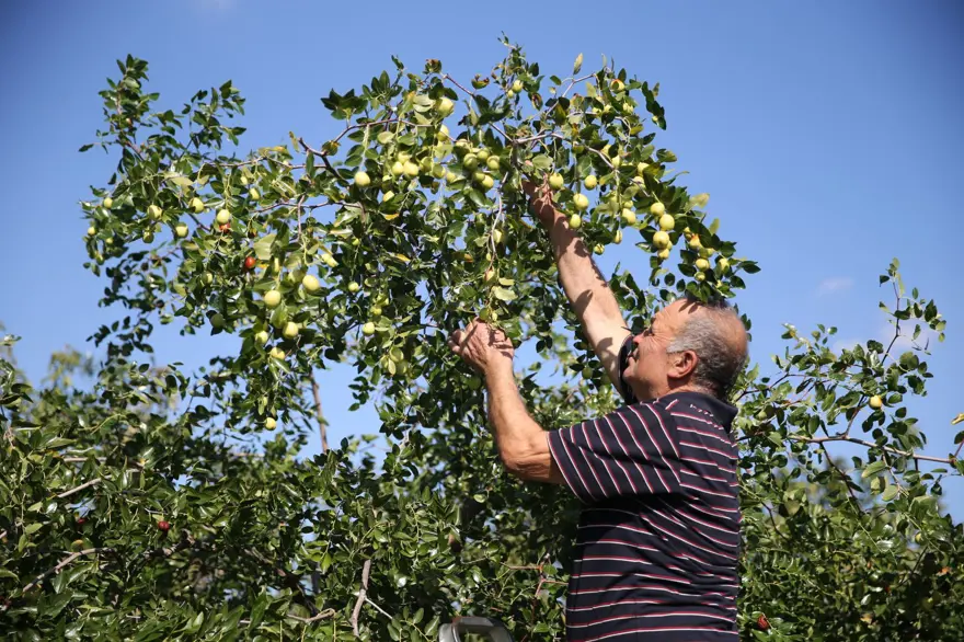 Çinlilerin "ölümsüzlük meyvesi" Edirne'de yetişiyor: C, B1, B2 ve B6 ne varsa onda! 2