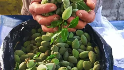 Bu yıl kilosu 250 TL: Baharın müjdecisi pazar tezgahını süsledi