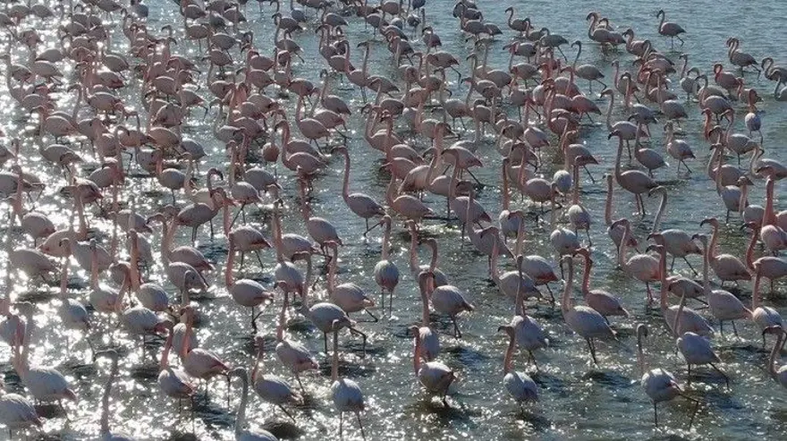 Flamingoların muhteşem kış dansı 4