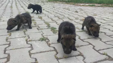 Bitkin halde bulunan kurt yavruları koruma altına alındı