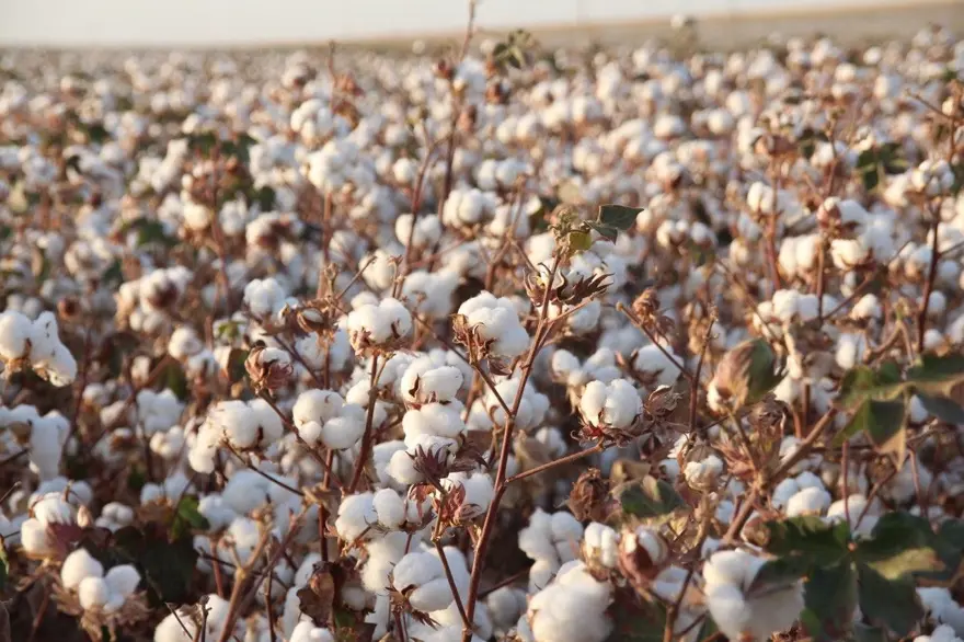 YÜKSEK REKOLTE YÜZLERİ GÜLDÜRÜYOR 3