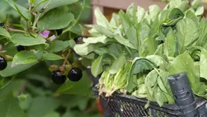 Ispanak krizi: Güzelavrat otu nasıl zehirler, belirtileri neler?