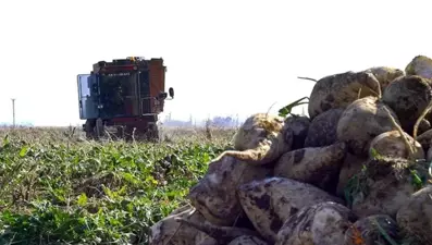 Şeker pancarı alım fiyatı belli oldu