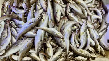 Hamsinin yerini mezgit ve istavrit aldı