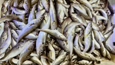 Hamsinin yerini mezgit ve istavrit aldı