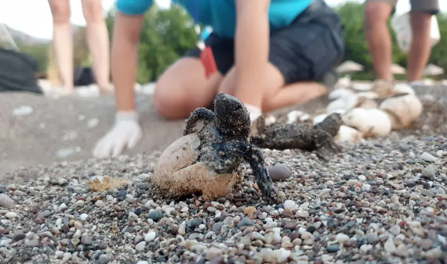 BİNDE BİRİ ERİŞKİNLİĞE ULAŞABİLİYOR 5 BİNDE BİRİ ERİŞKİNLİĞE ULAŞABİLİYOR 5