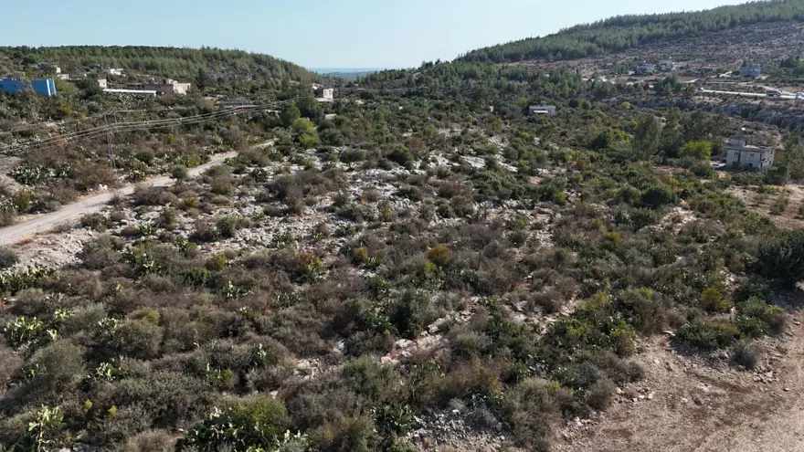 Kurak tarlalardan gelen lezzet dondurmaya dönüştü: Hasat dönemi devam ediyor 4
