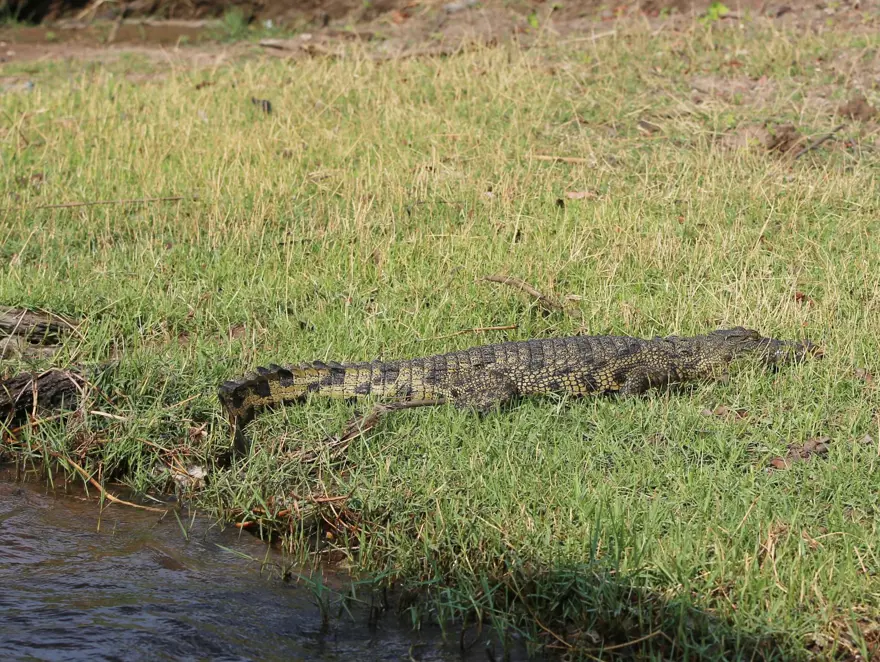 Afrika'nın fil cenneti: Chobe Ulusal Parkı 17