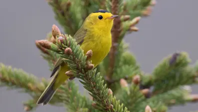 Kuşlar tuhaf davranmaya başladı: "Bu, insanlığa uyarı"