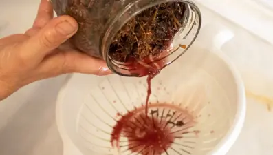 Yaz aylarının kurtarıcısı: Kantaron yağı nedir, nasıl kullanılır? Kantaron yağı nasıl yapılır?