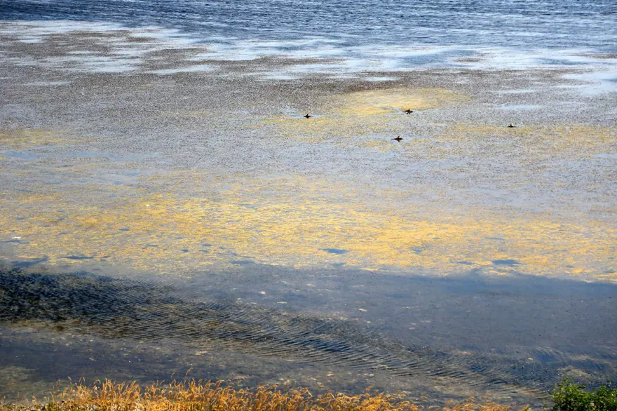 Eğirdir Gölü'nde korkutan görüntü: Battaniye gibi kapladı, çok tehlikeli! 7