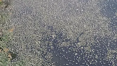 Balık ölümlerinin arkasından çiftçiler çıktı