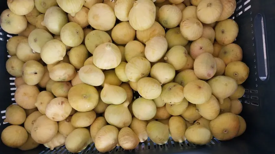 Sezona kilosu 250 lirayla başladı, 150 lirayla kapattı: Bu yıl üreticisinin yüzü güldü 1