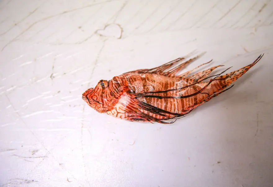 Aslan Balığı Kuzey Ege'ye çıktı 