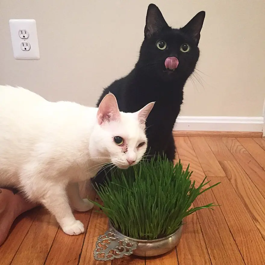 Hayatını kedileri kurtarmaya adadı 202