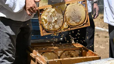 2 bin 700 rakımlı bölgede hasat başladı: Bu yıl yüksek verim bekleniyor