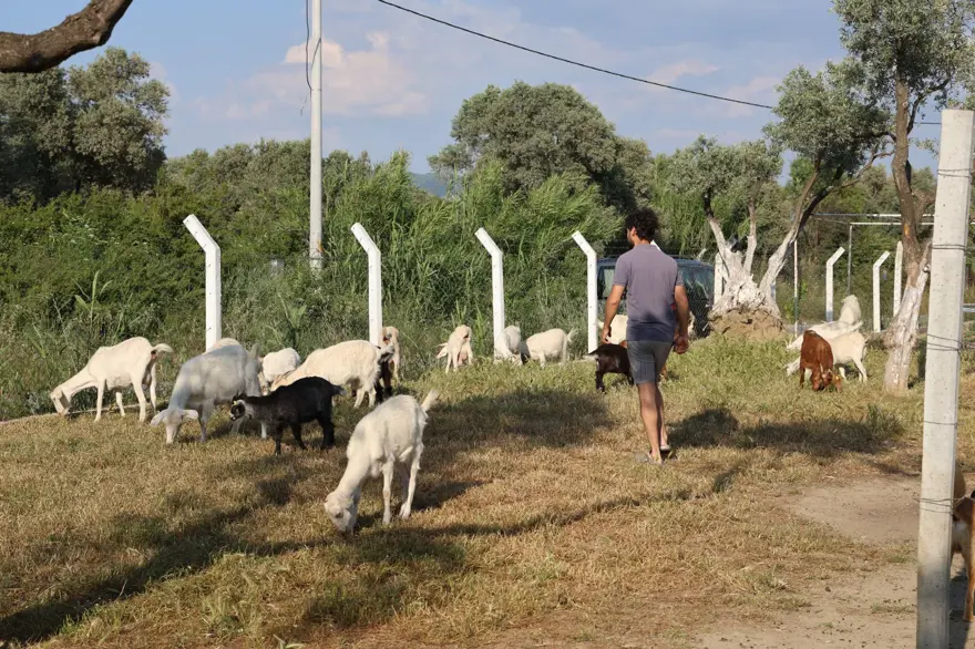 İki üniversite bitirip çoban oldu: ''Bu işi gençlere tavsiye ediyorum'' 1
