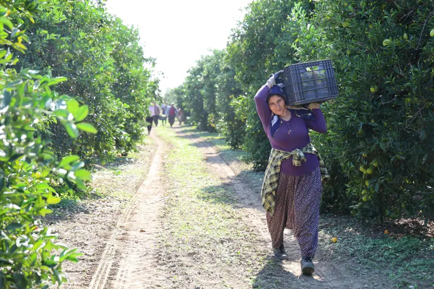 En ucuz meyve: 8 TL'ye kadar düştü 8