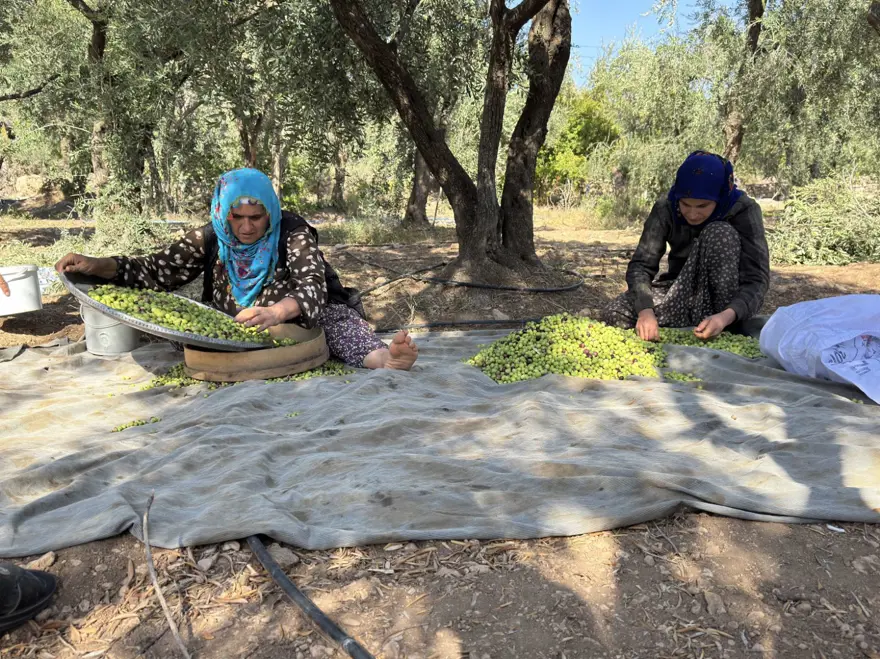 Dededen kalma yöntemle yetiştiriliyor: Kuraklık nedeniyle tehlike altında 7