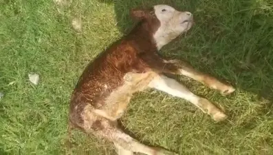 Sokak köpekleri buzağıyı telef etti