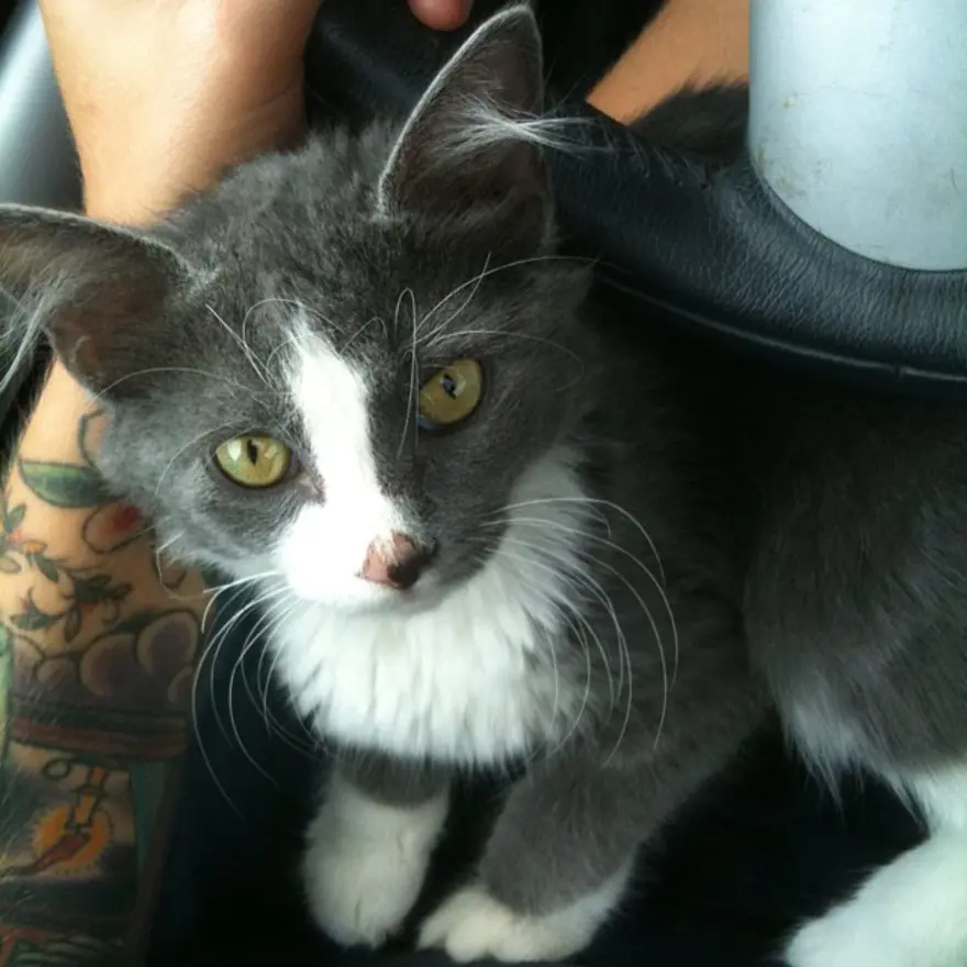 Hayatını kedileri kurtarmaya adadı 25