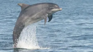 Hamas'tan İsrail'e "casus yunus" suçlaması