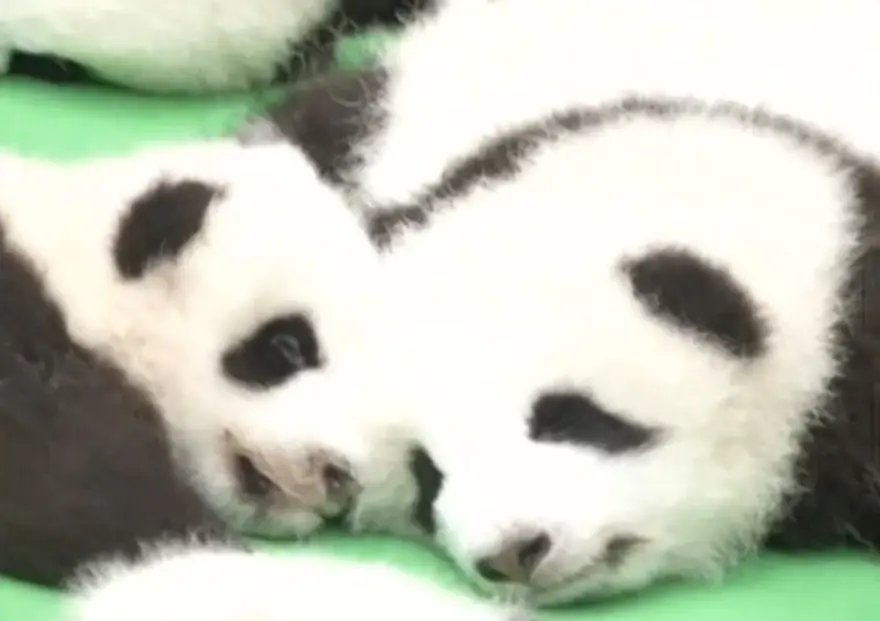 Yeni doğan 23 panda görücüye çıktı 1 Yeni doğan 23 panda görücüye çıktı 1