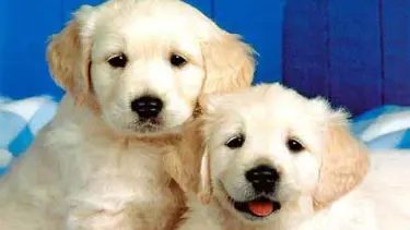 Köpekler kanserin kokusunu alıyor