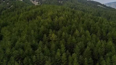 Kilis'te ormanlara giriş yasaklandı