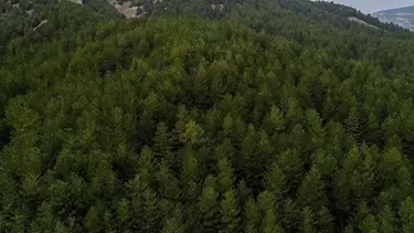 Kilis'te ormanlara giriş yasaklandı