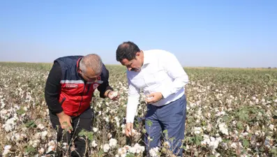 "Beyaz altın" da deniliyor: Bu yıl 140 bin ton rekolte bekleniyor