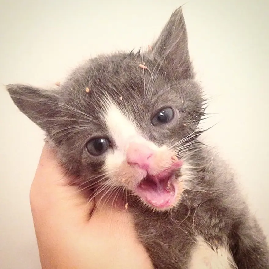 Hayatını kedileri kurtarmaya adadı 99