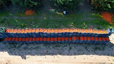 Narenciyede hastalık endişesi: 33 ülkede görüldü