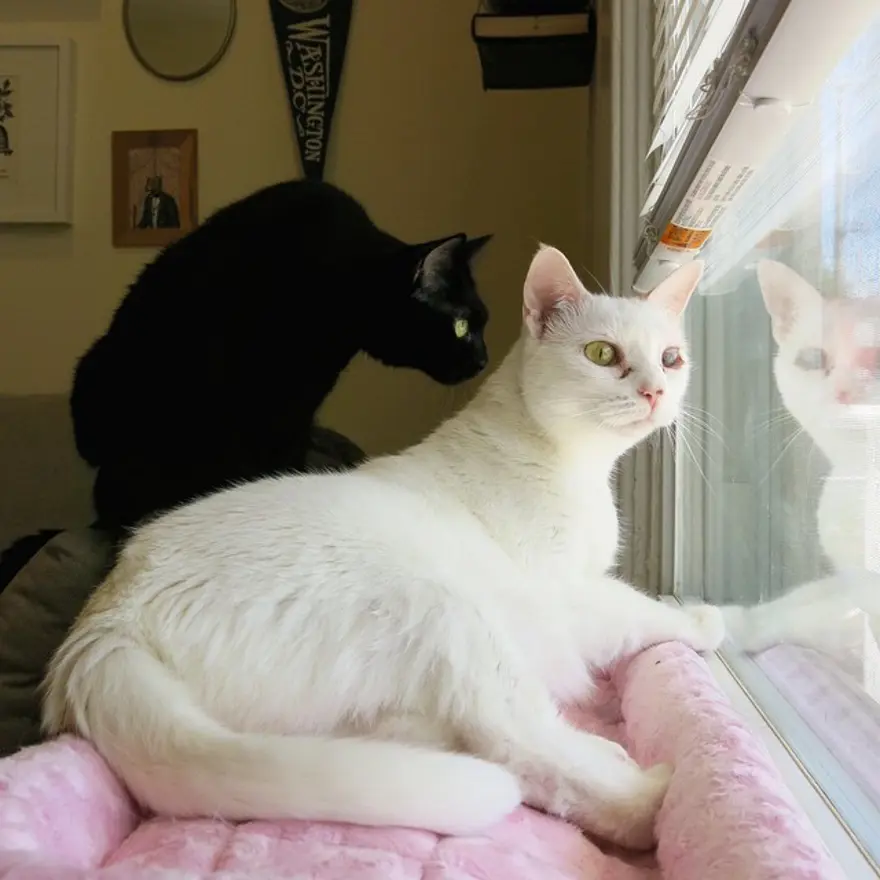 Hayatını kedileri kurtarmaya adadı 241