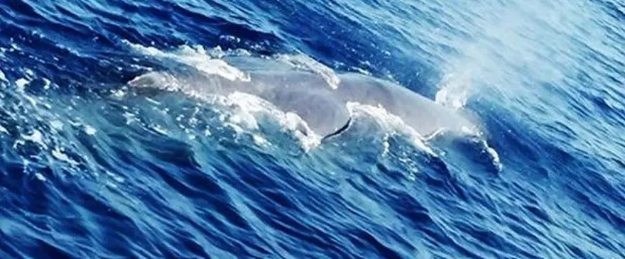 Peru'da 43 milyon yıl öncesine ait dört bacaklı balina fosili bulundu 3