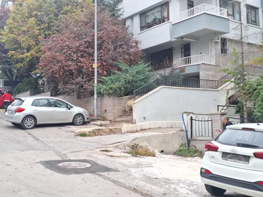 Ankara'da başıboş köpek dehşeti: Kadın akademisyenin bacakları ve yüzü parçalandı 6 Ankara'da başıboş köpek dehşeti: Kadın akademisyenin bacakları ve yüzü parçalandı 6