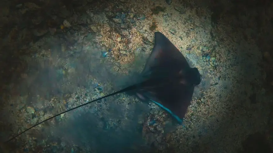 Balıklara “kırmızı liste” koruması geliyor | Tüm balıktürleri tek tek incelenecek 