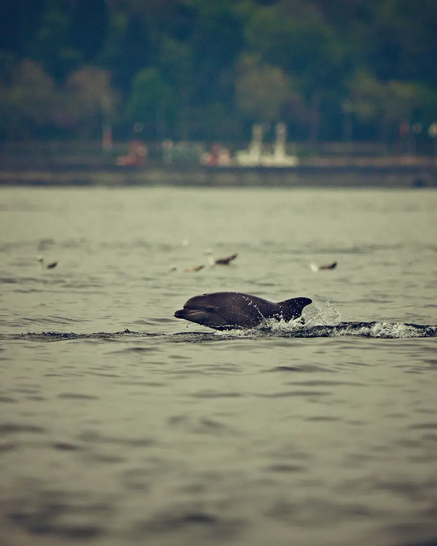 İstanbul Boğazı'nda yunusların dansı 2 İstanbul Boğazı'nda yunusların dansı 2