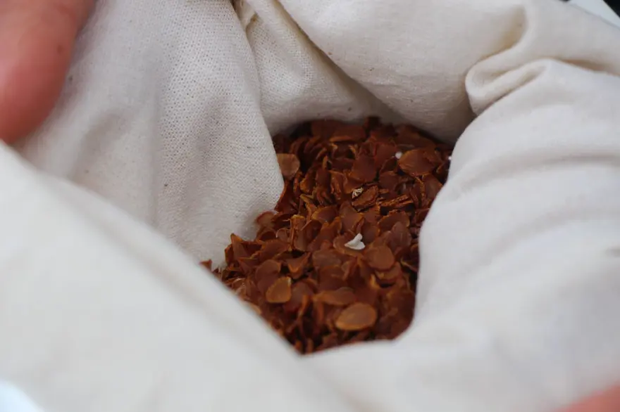 Anadolu'da varlığı sona ermişti! Avrupa'dan Amasya'ya getirildi: Türk uzmanlar 30 yıldır peşinde 