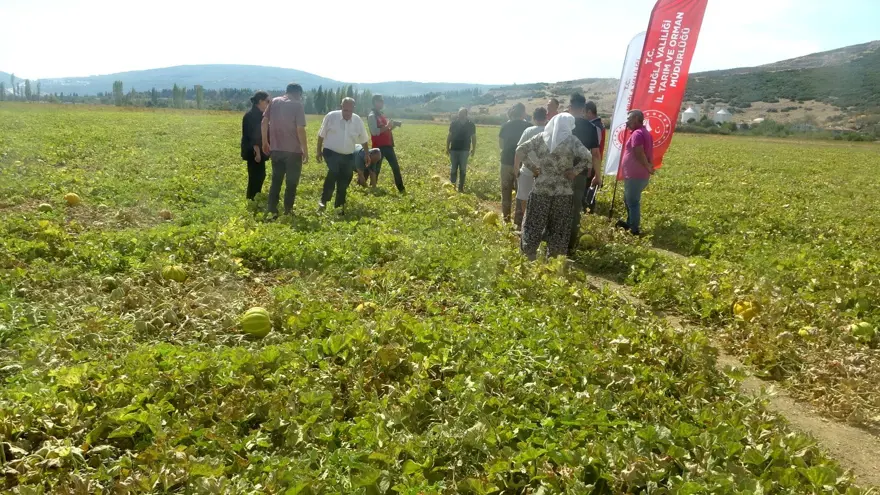 Ata tohumundan gelen miras: "Yayla Kavunu" için hasat 3