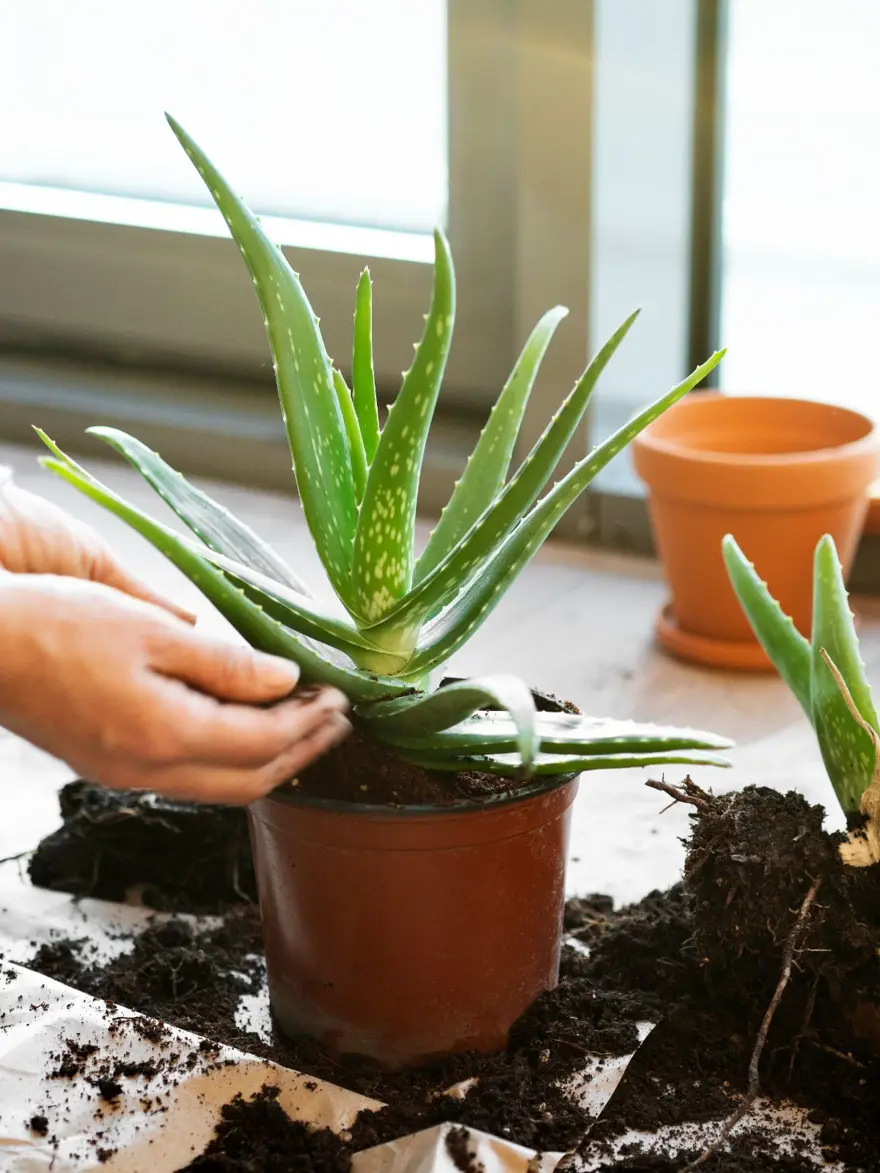 1-ALOE VERA 1-ALOE VERA