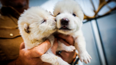 Yedekleme planı devrede, yok oluşa karşı genetik kalkan