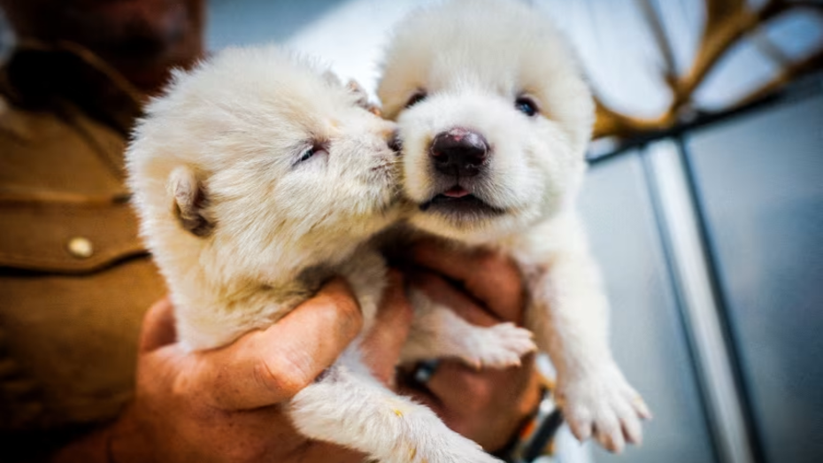 Yedekleme planı devrede, yok oluşa karşı genetik kalkan