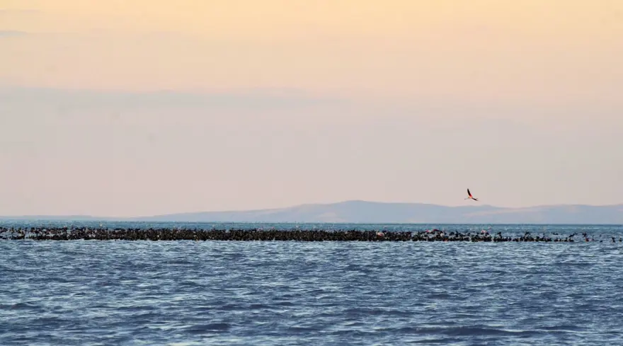 Tuz Gölü’nün yavru flamingoları kuluçkadan çıktı 9 Tuz Gölü’nün yavru flamingoları kuluçkadan çıktı 9