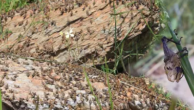 Tarım arazilerinde çekirge istilası